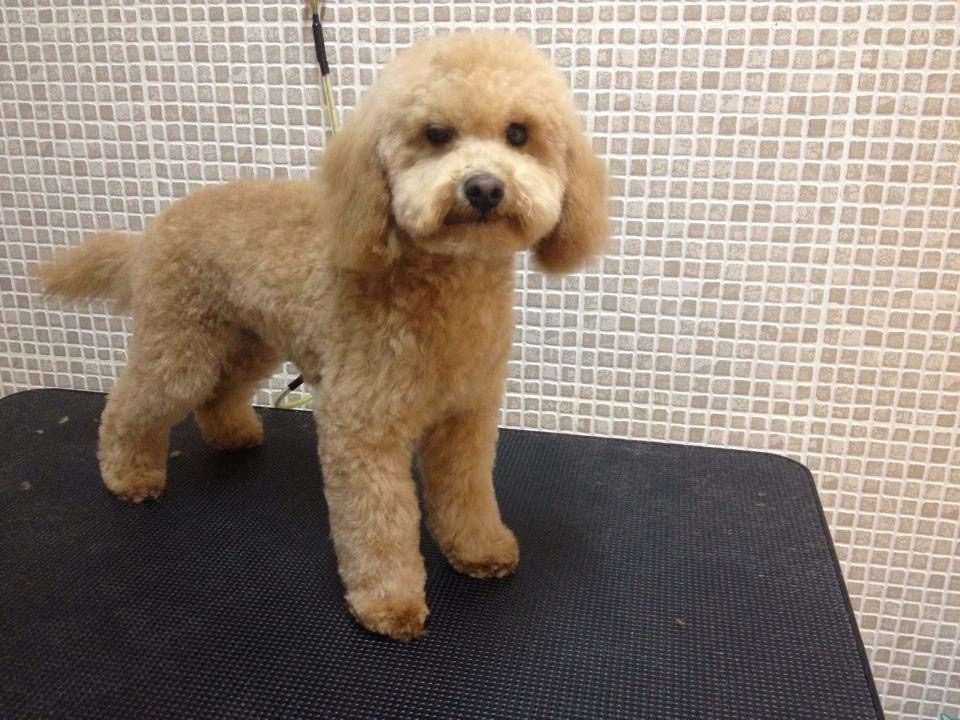 Caniche con corte a medida