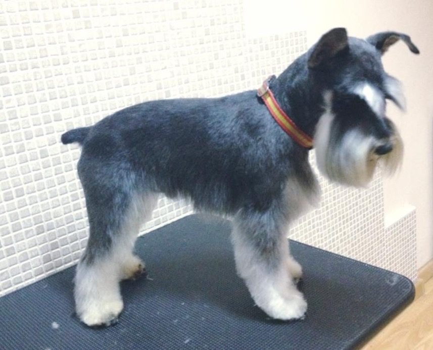 Schnauzer tras una sesión de estilismo