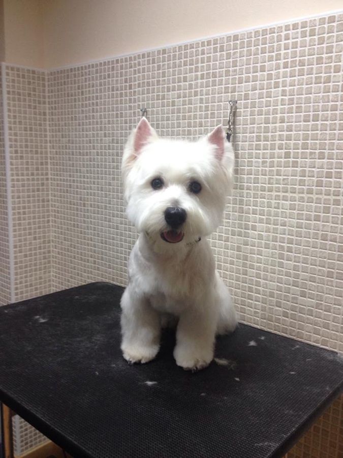 Westie