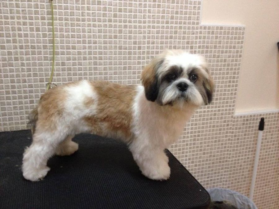 Shih tzu bicolor
