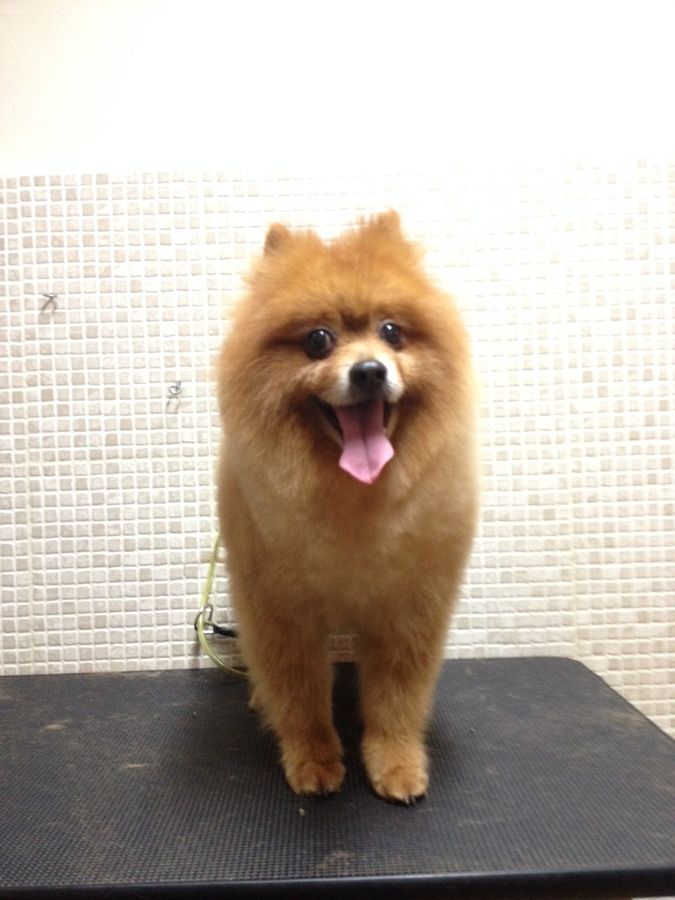Pomerania recién arreglado