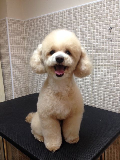 Caniche blanco