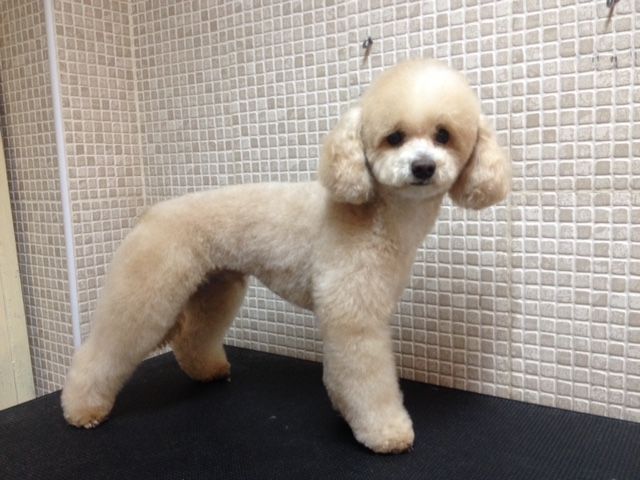 Caniche de perfil