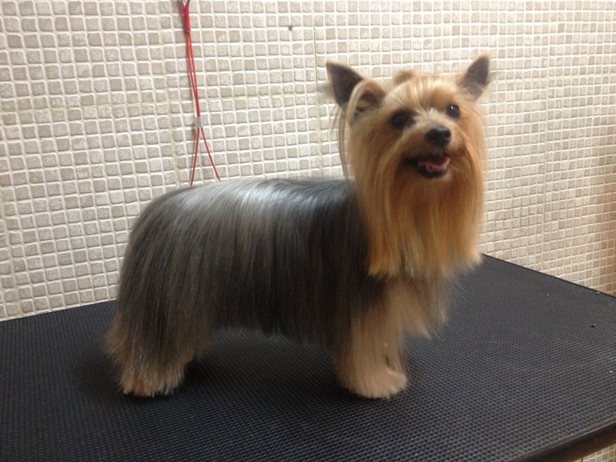 Yorkshire de pelo largo