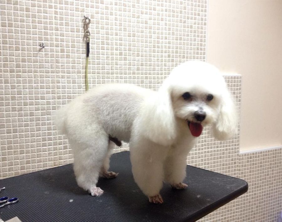 Caniche después de la sesión