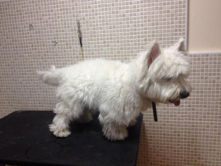 Westie antes de la sesión