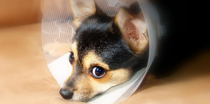 Consulta veterinaria